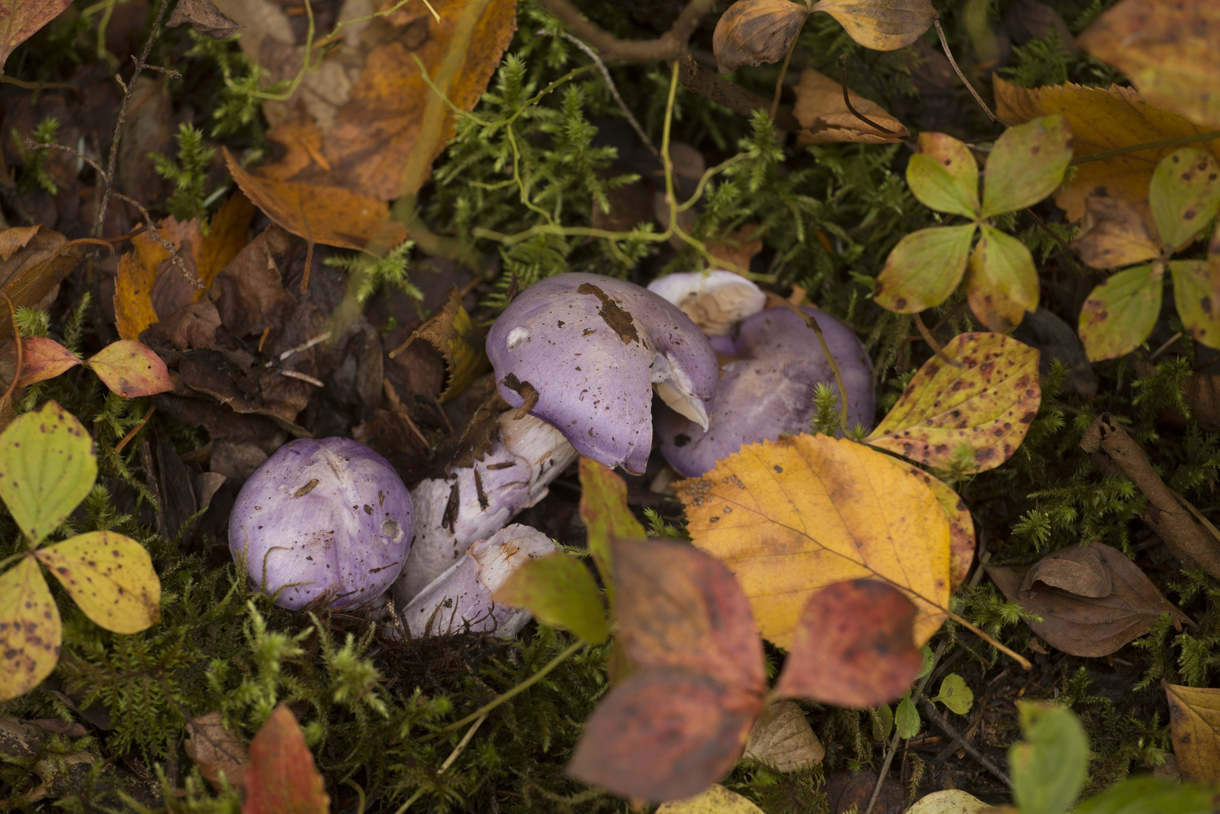 Mushrooms