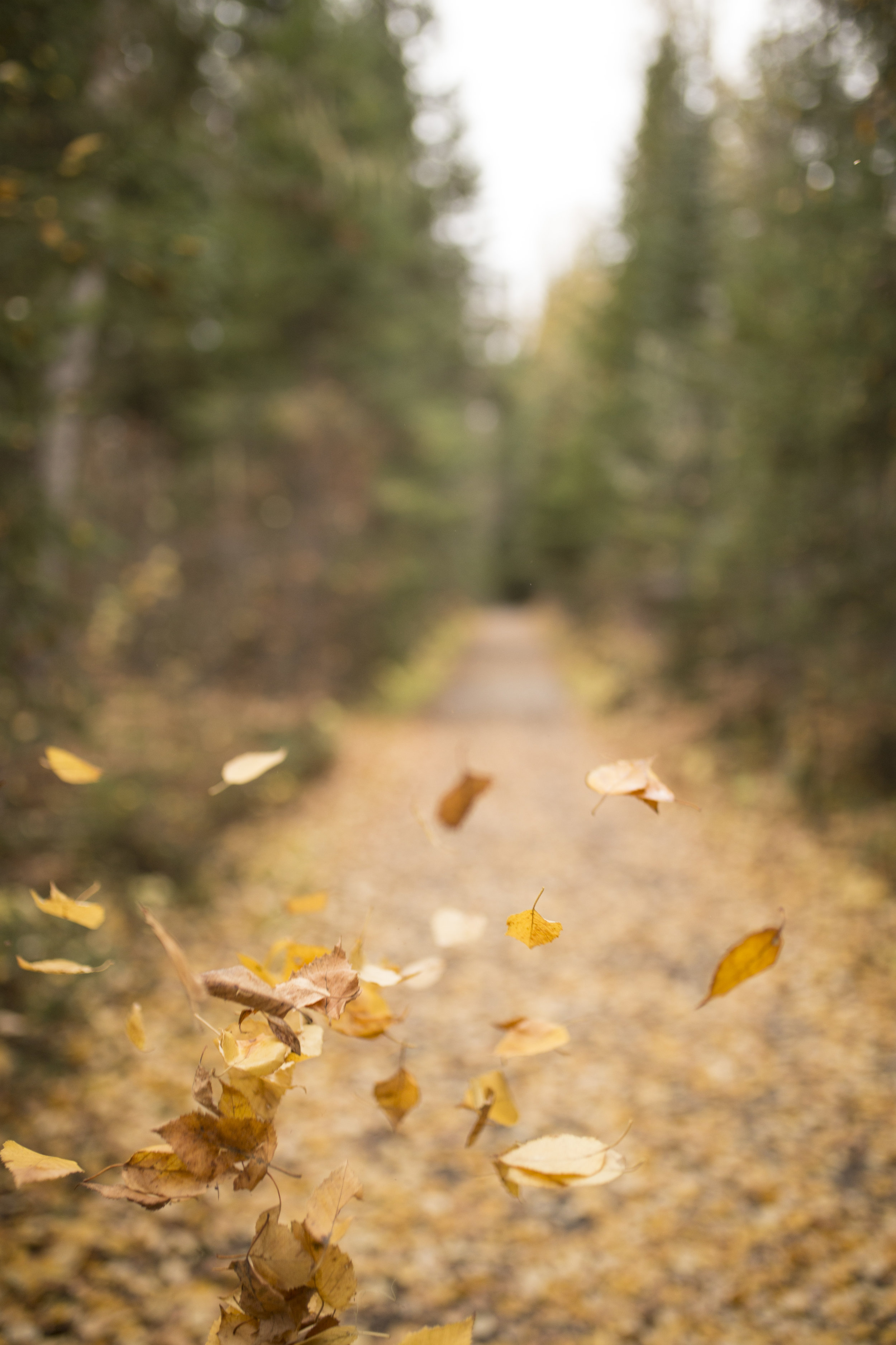 Wells Gray Park