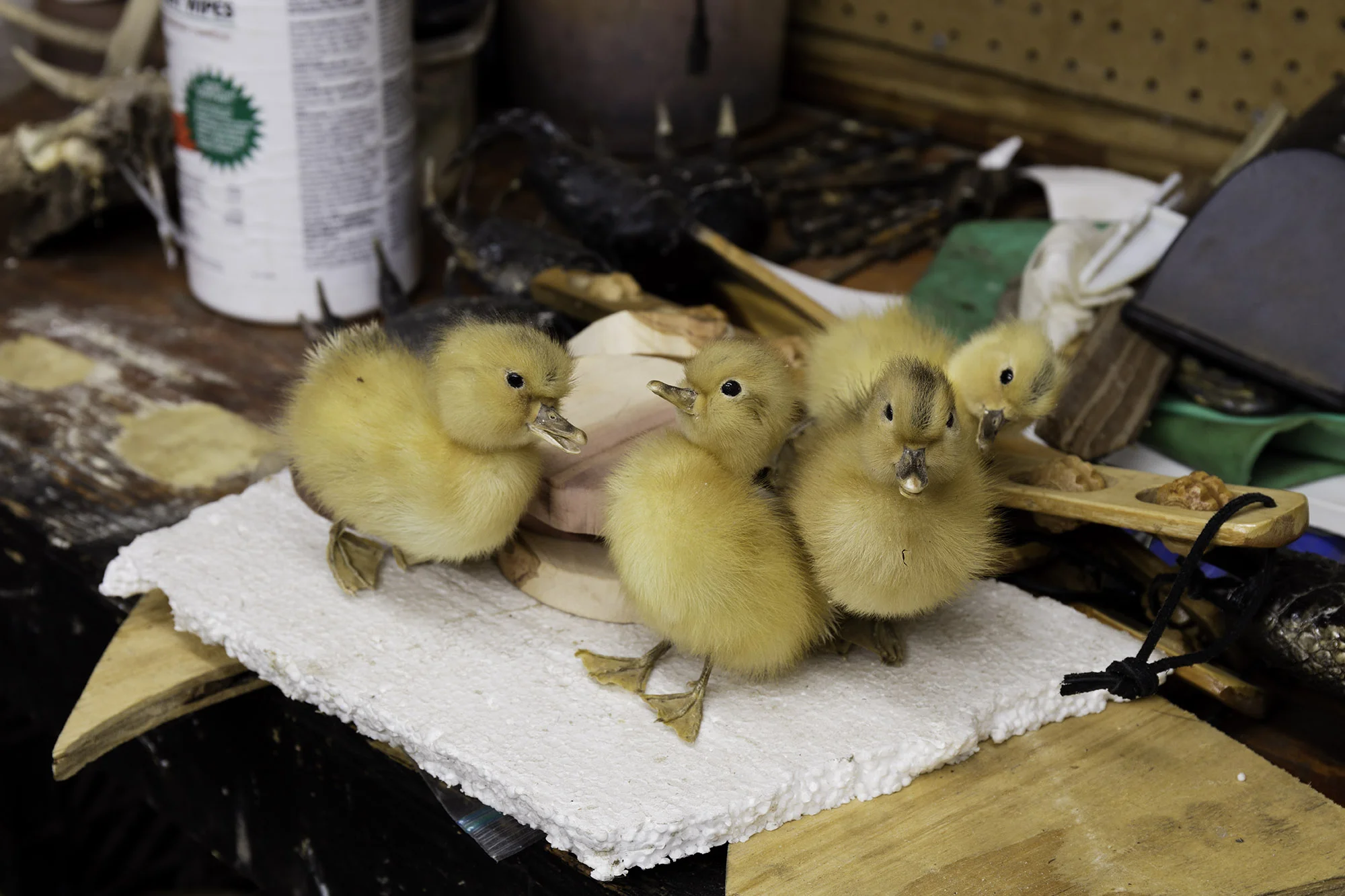 Traviesa.QualityTaxidermy-07.JPG