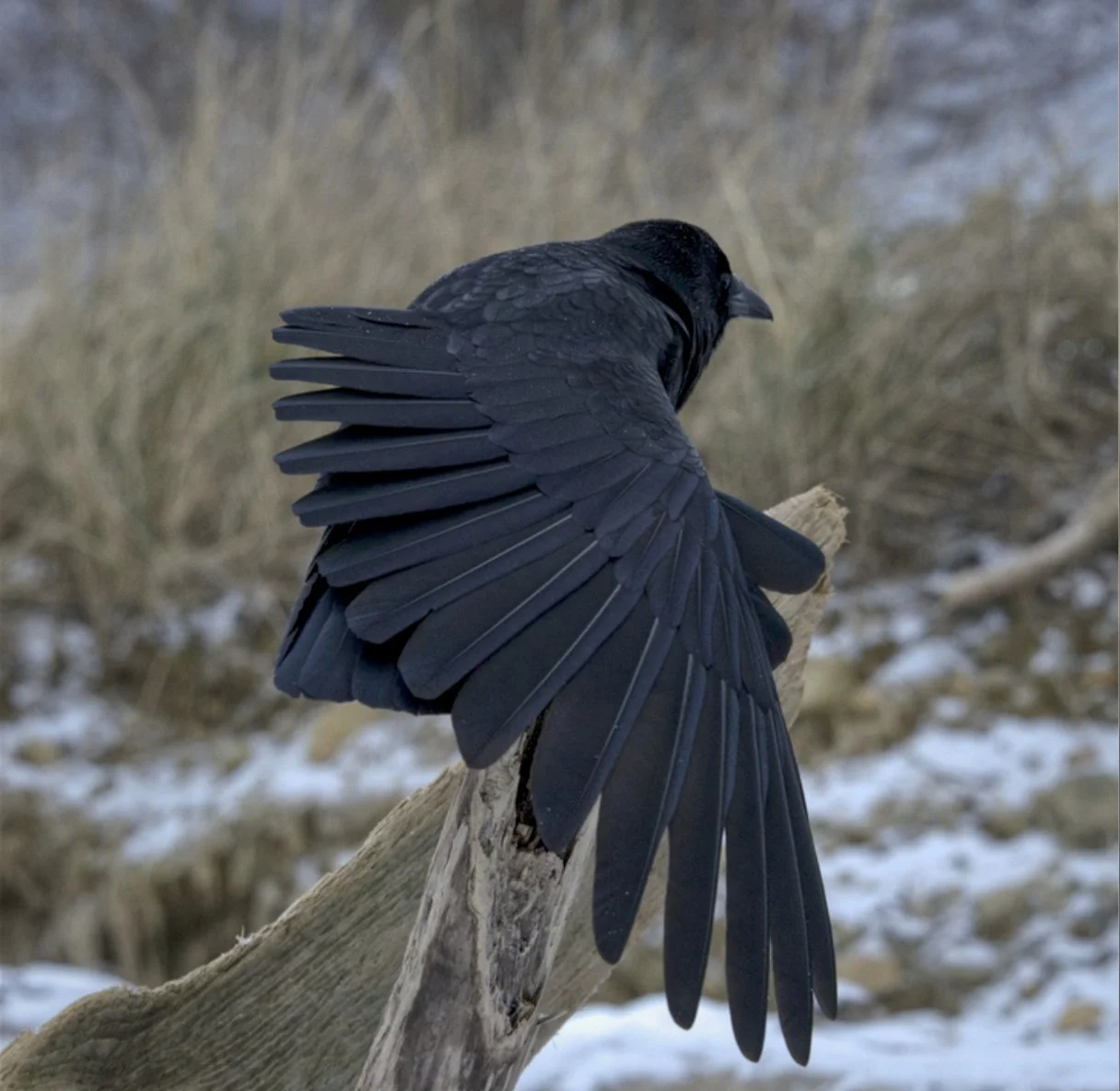 TCIK V1 - Pages 1A.jpg