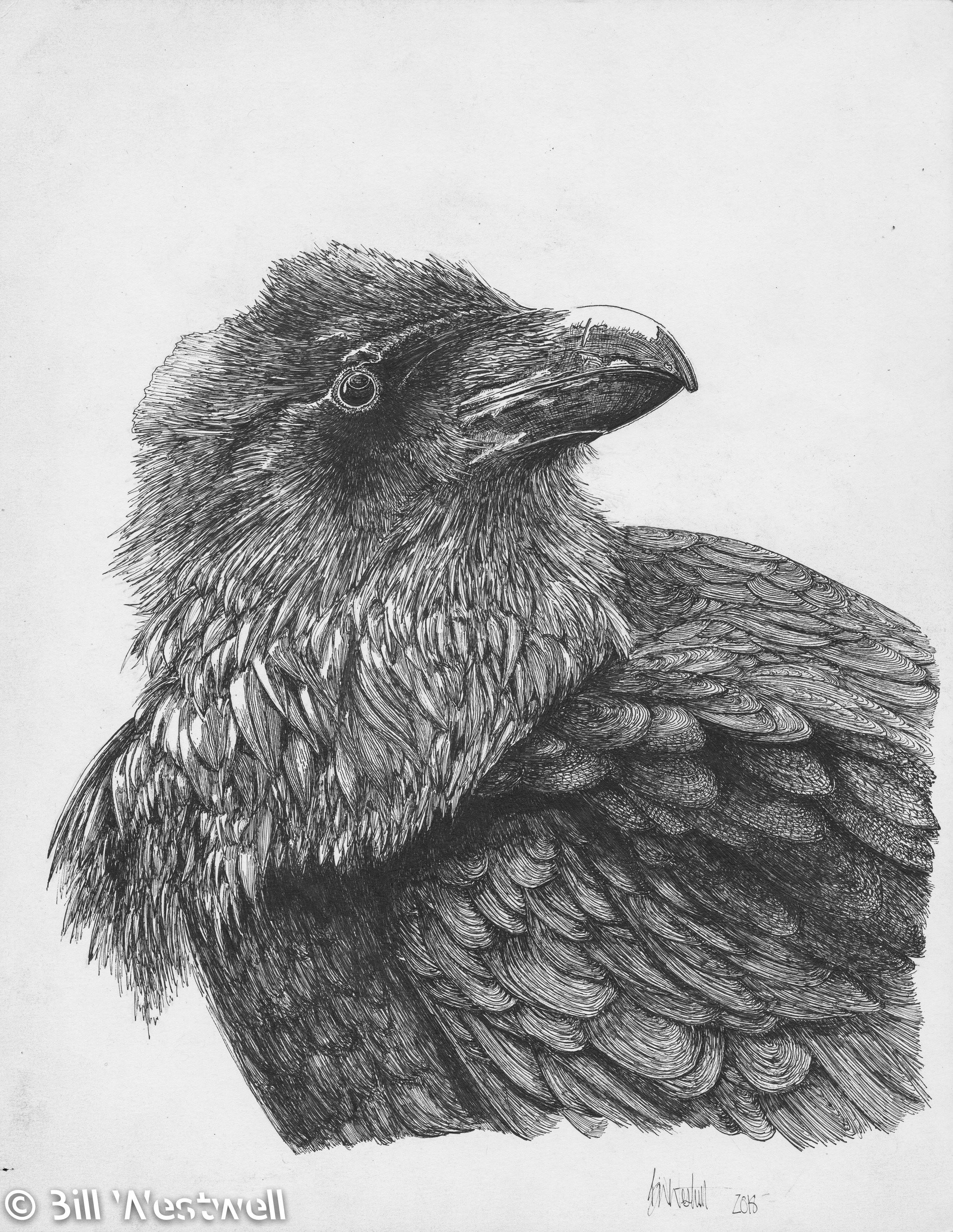 Raven ink 001-3.jpg