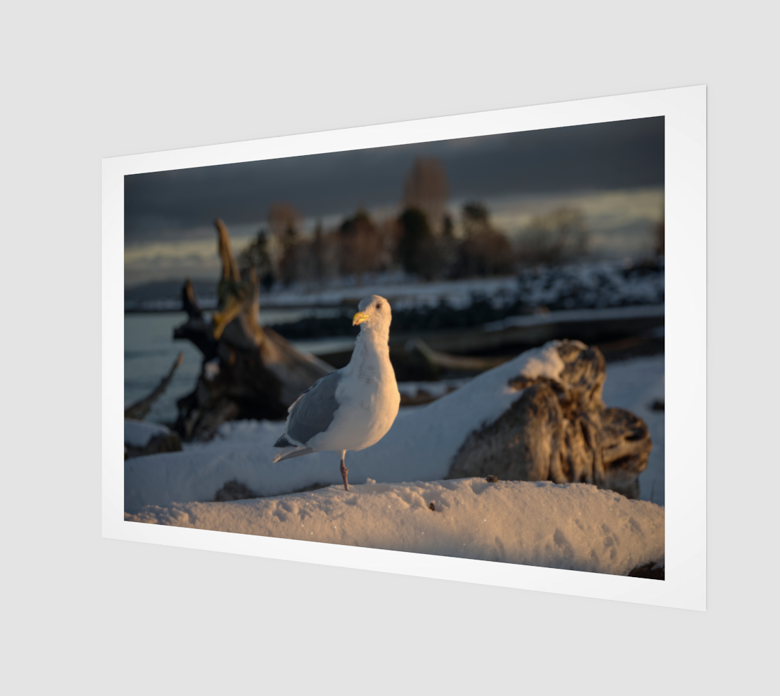 Seagull Snow Sunrise Feb 7 2025 no.2.png
