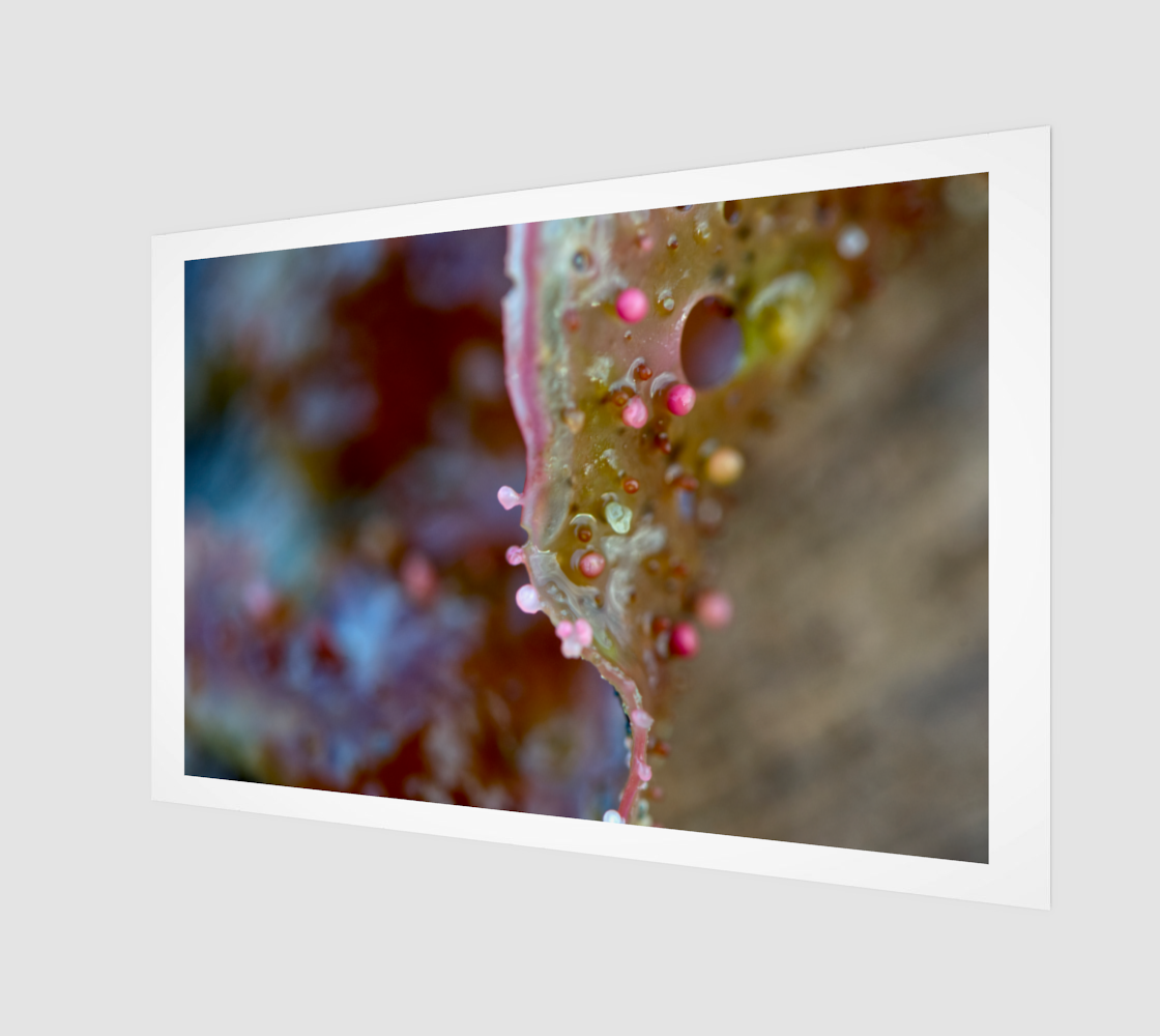 Seaweed Pink Bumpy Macro Jan 28 2024 no.2.png