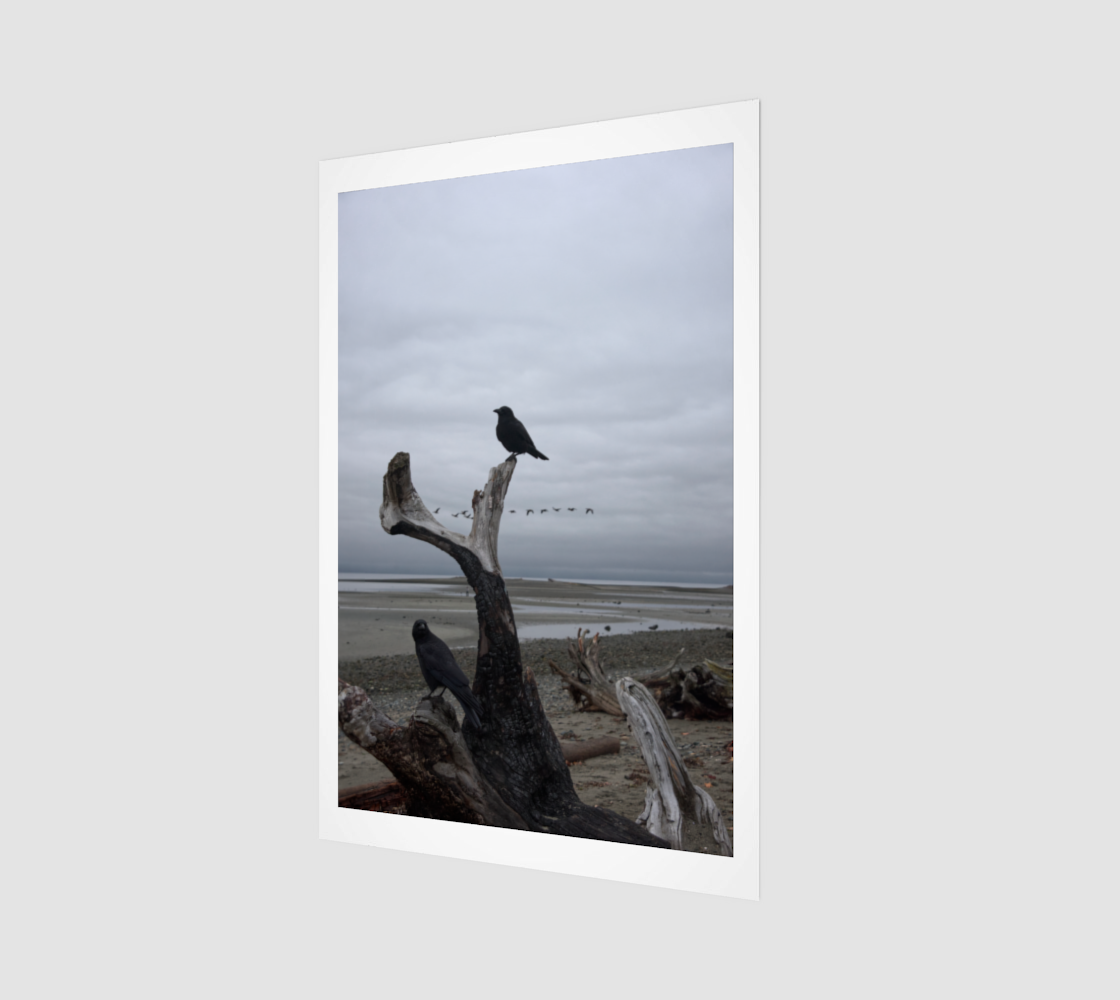 Crow Portrait no. 2636 - Driftwood Pair.png