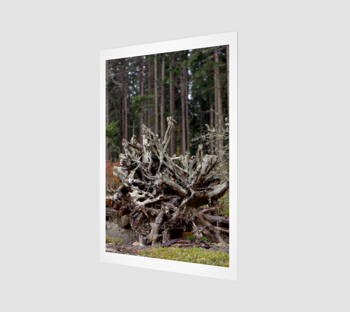 Rathtrevor Stump Roots Nov 4 2022 no.1.png