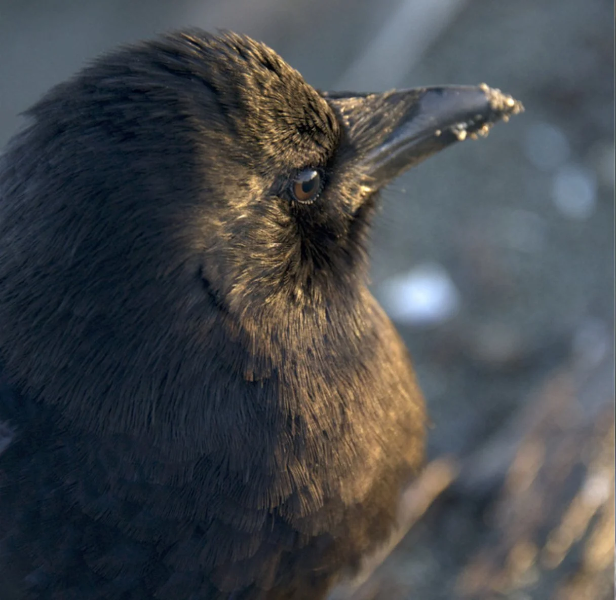 TCIK V1 - Pages 2A.jpg