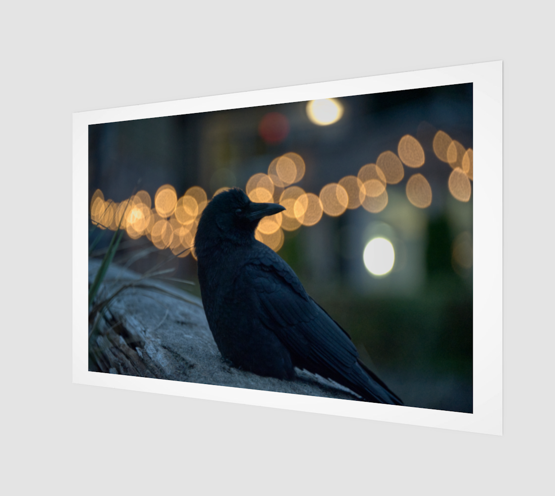 Crow Portrait no.2479 - Backlit Bokeh.png