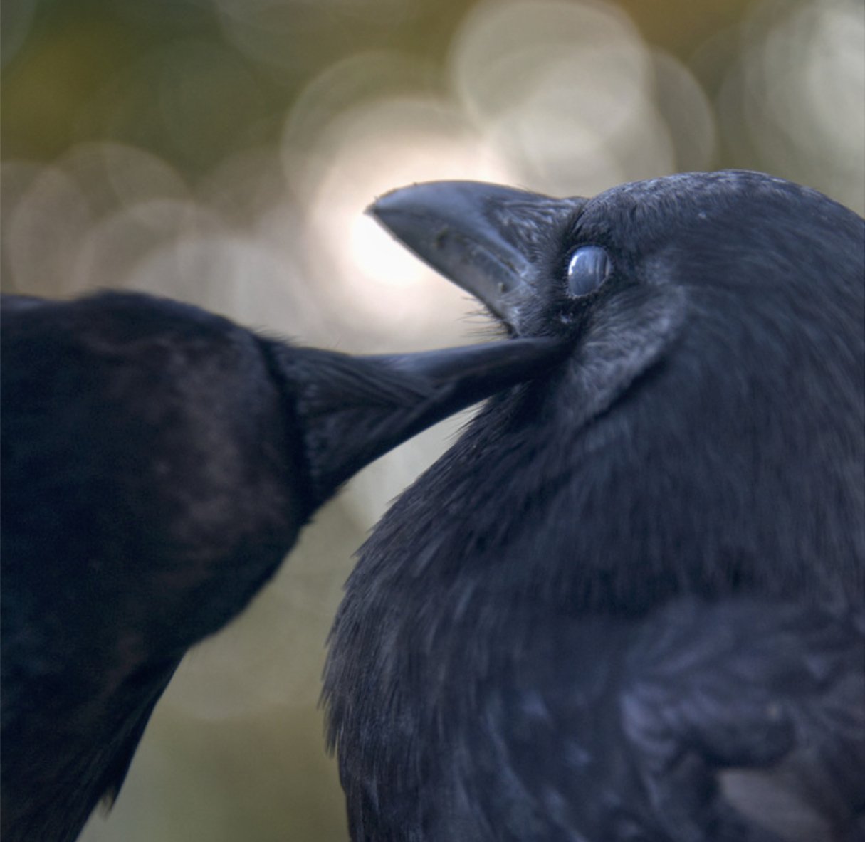 TCIK V1 - Pages 3B.jpg