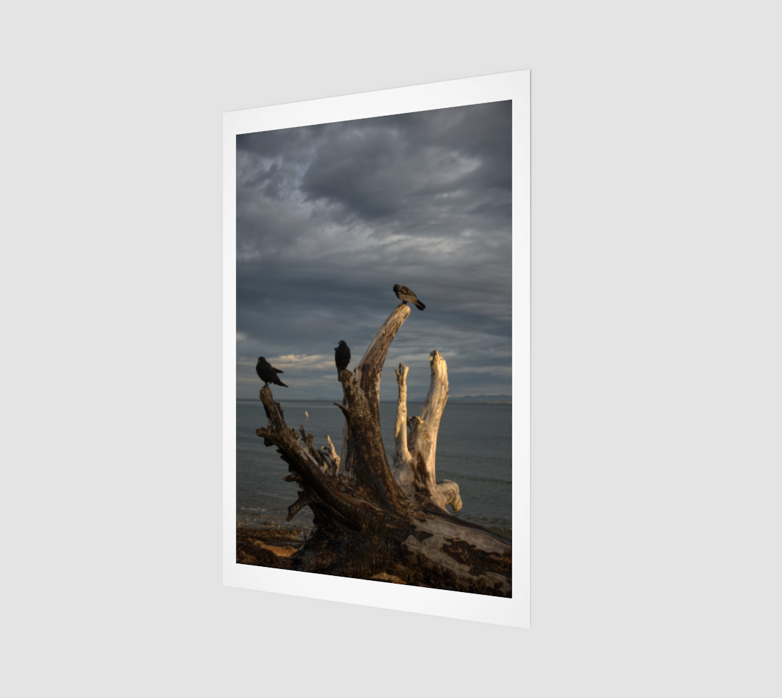 Crow Portrait no. 2390 - Driftwood Group.png