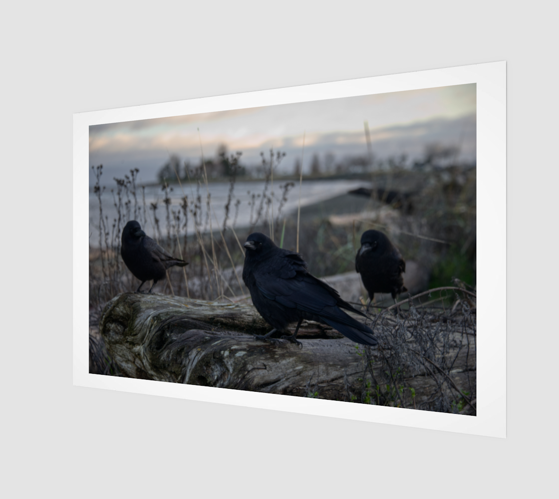 Crow Portrait no. 1677.png