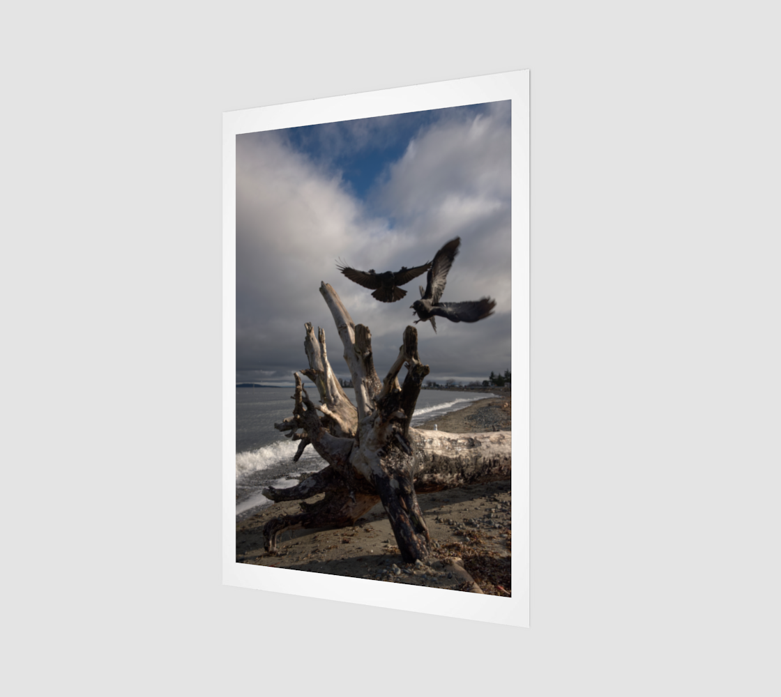Crow Portrait no.3030 - Driftwood Flight Pair.png