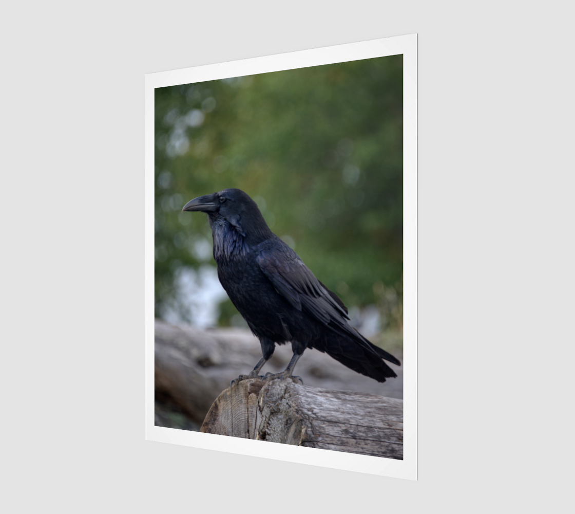 Raven Portrait of Muninn Aug 28 2025 no.5.png