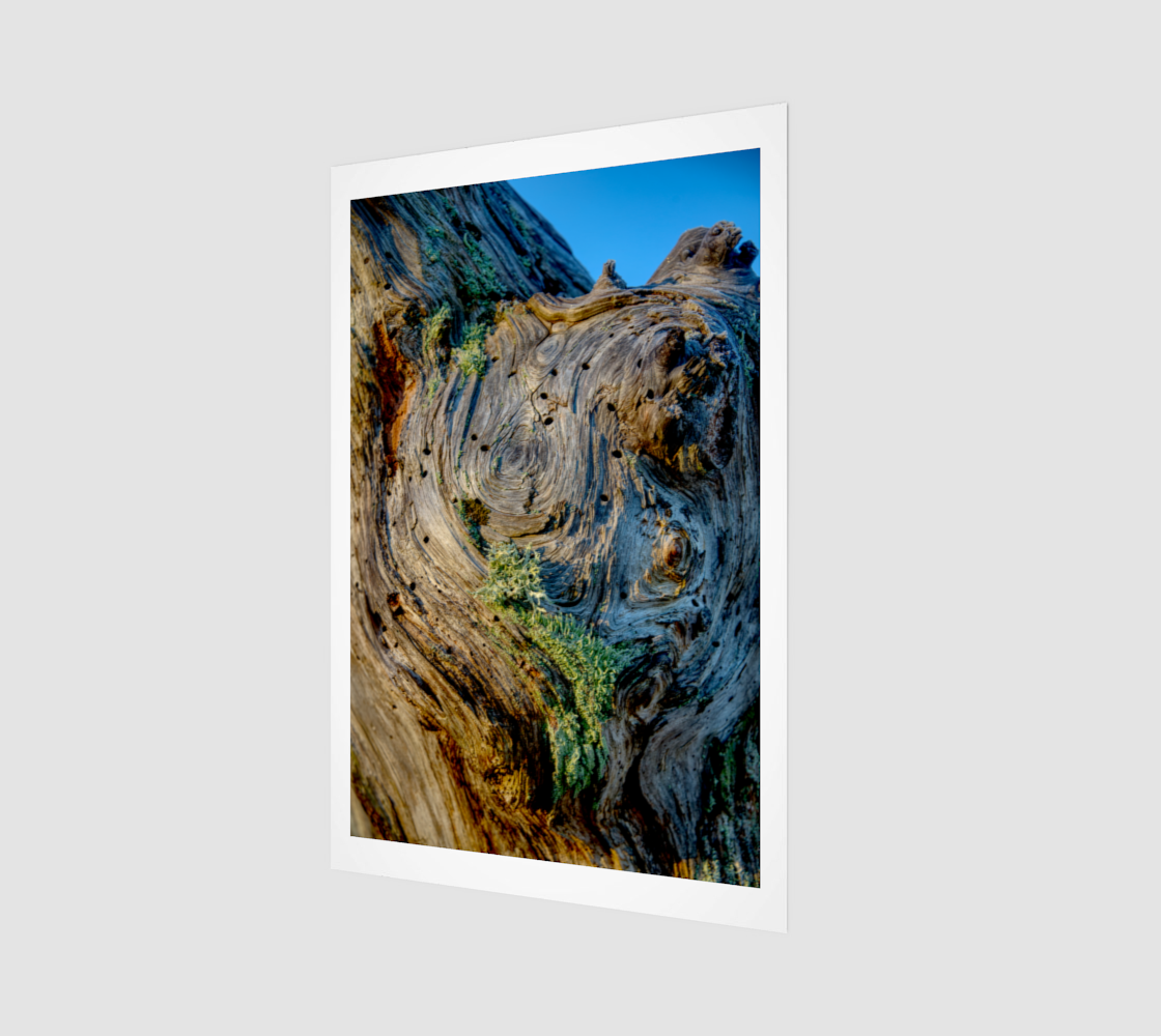 Wood Texture Stump Lichen Feb 12 2022 no.1.png