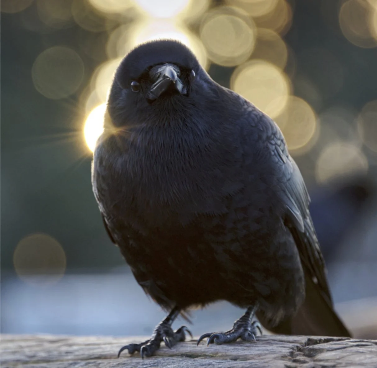 TCIK V1 - Pages 2B.jpg