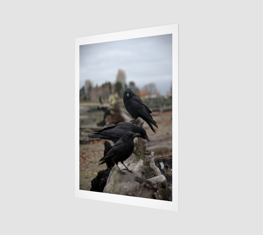 Crow Portrait no. 2640 - Driftwood Perch.png