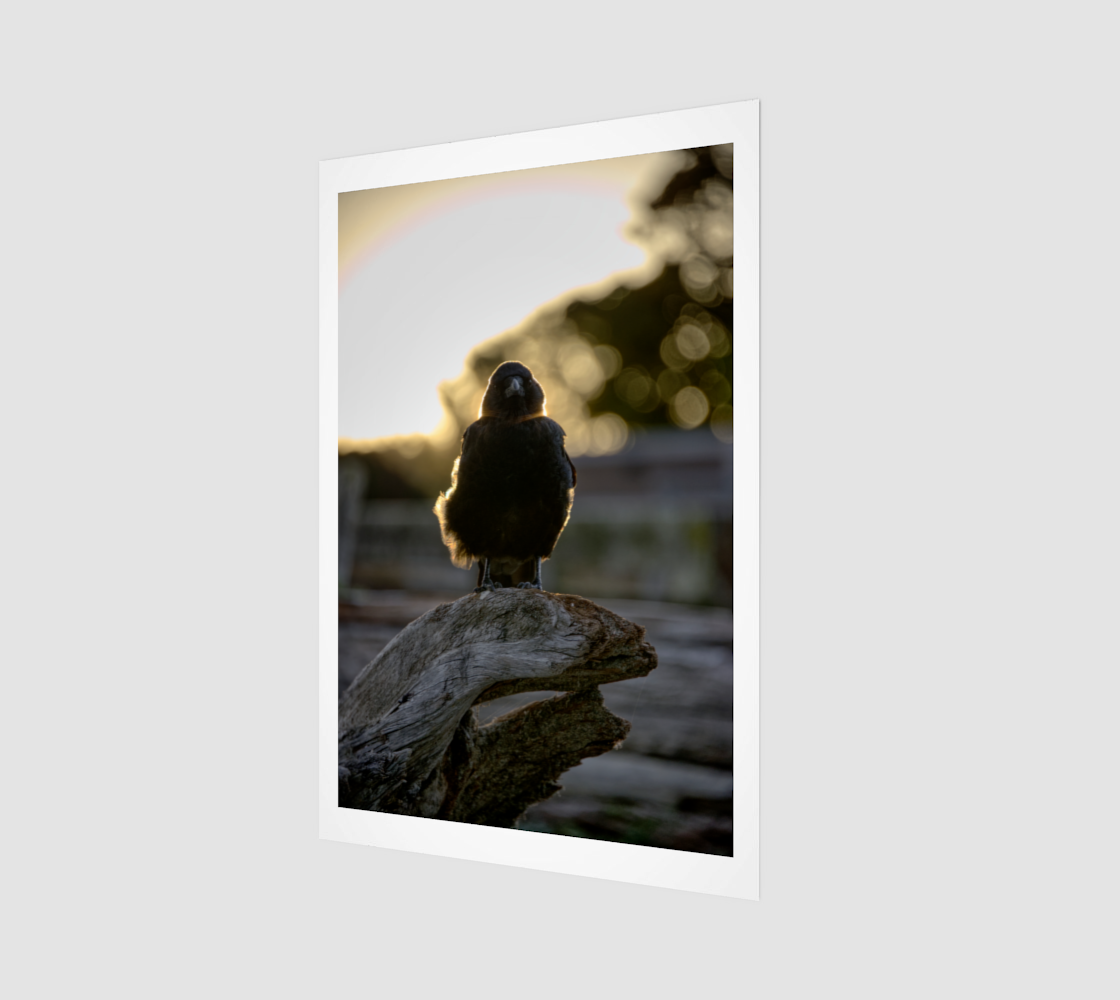 Crow Portrait no.2211 - Backlit Light Scarf.png