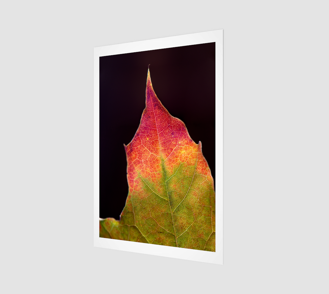 Fall Leaf Macro Stack Pano Sep 21 2025 no.1.png