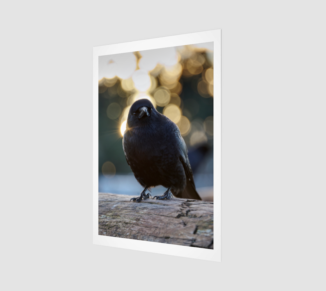 Crow Portrait no.740 - Backlit Bokeh.png