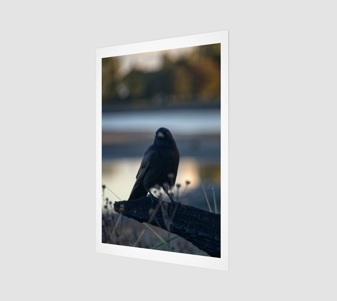 crow-portrait-1245.png