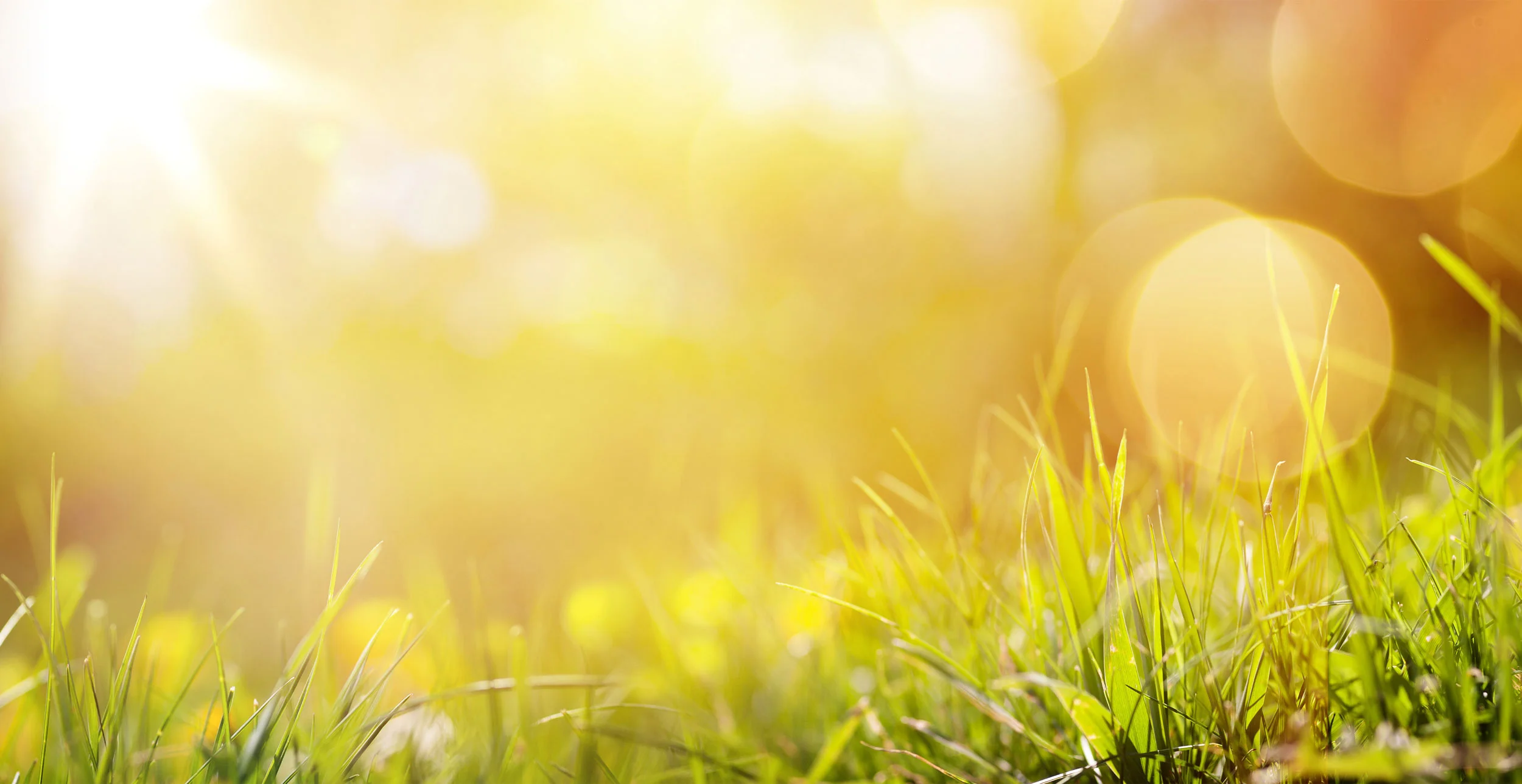 Spring_grass_banner_web.jpg