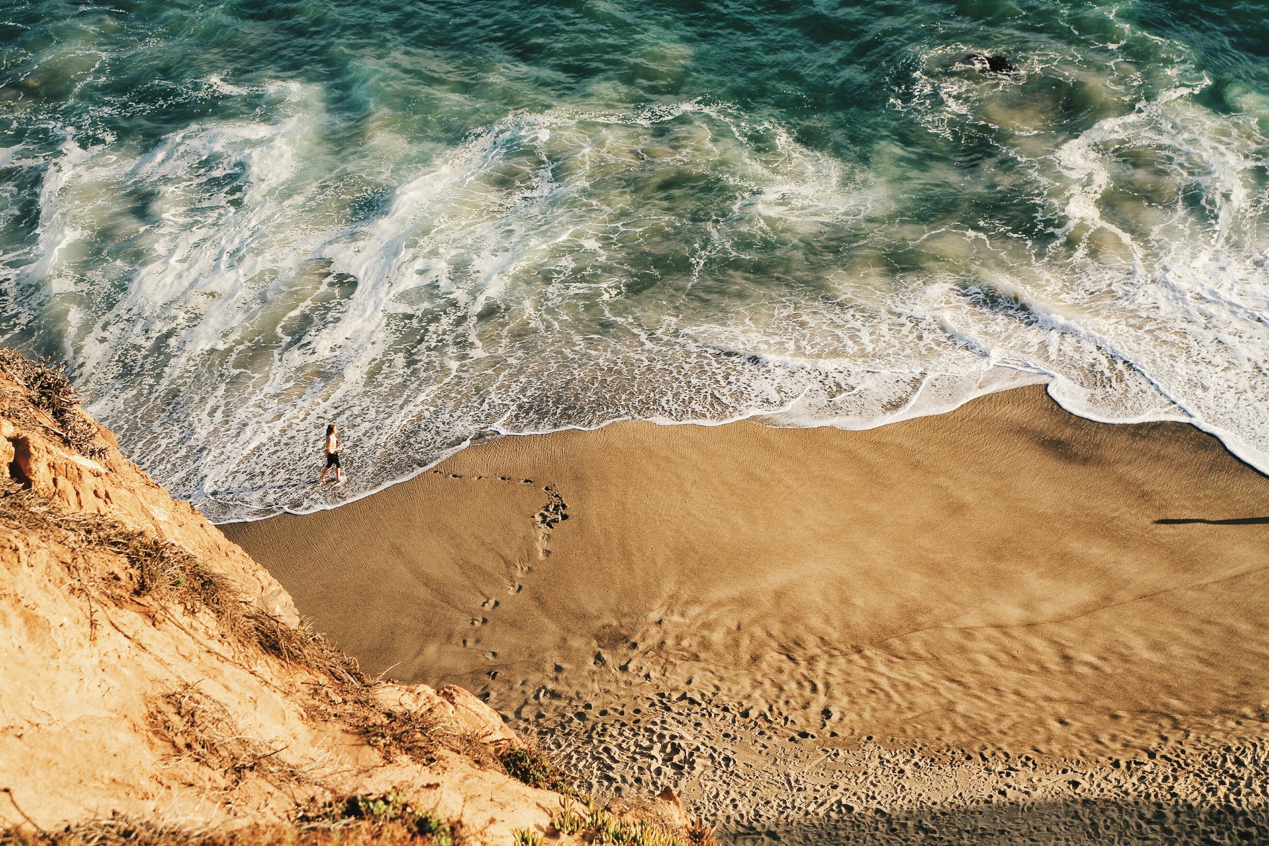 Plants for a Coastal Garden
