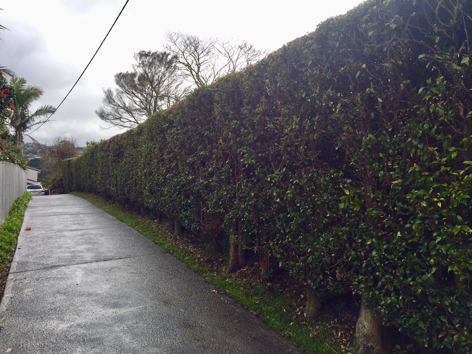 Hedge repair Lilly Pilly.jpg