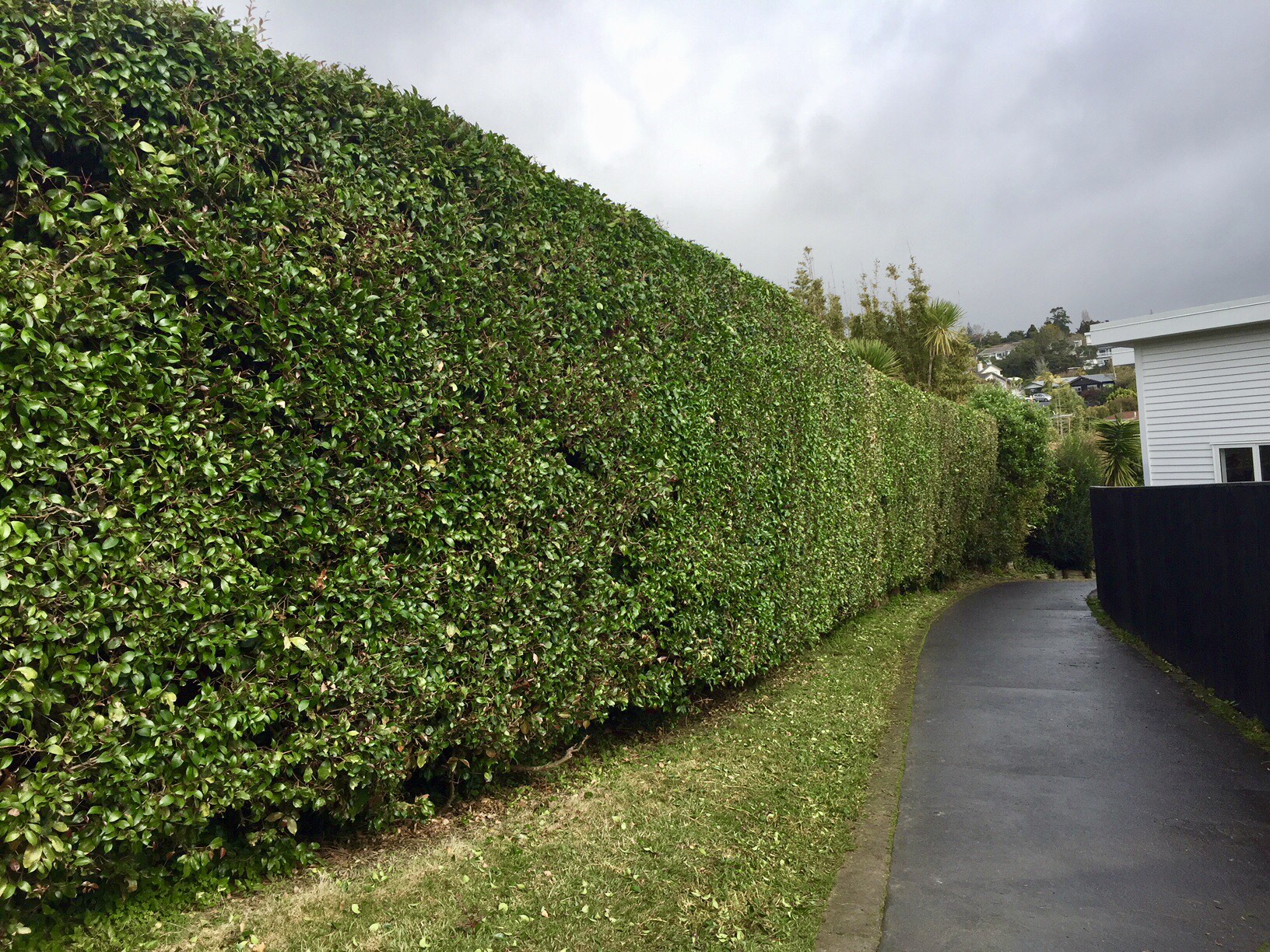 Lilly Pilly Hedge.jpg