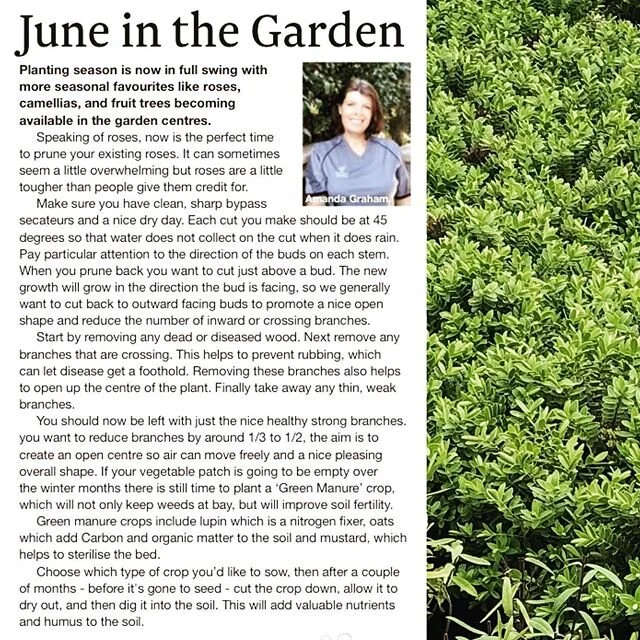 Amanda&rsquo;s gardening column has now moved to Channel Magazine, copies available across the Northshore or online at channelmag 🌱🌸👩🏻&zwj;🌾