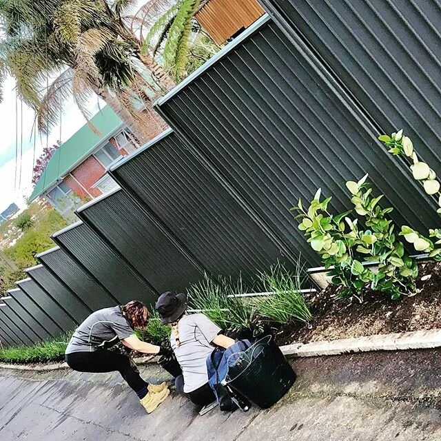 Here&rsquo;s Sara and Caitlin working hard on Thursday installing 163 plants along 60m of driveway beds in Castor Bay. Before and after photos to follow soon. Great work guys !