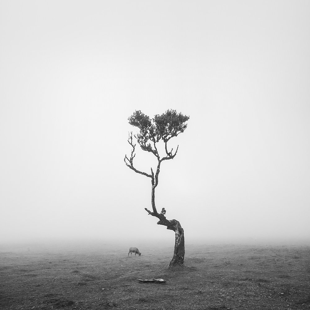 Tree by Eva Chupikova