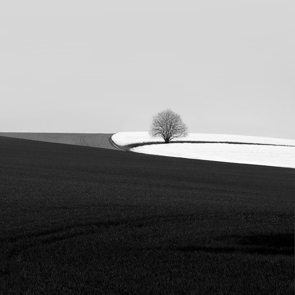 Field by Eva Chupikova