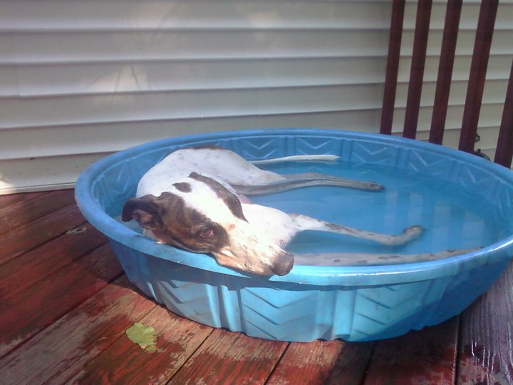 Sophie sleep in pool.jpg