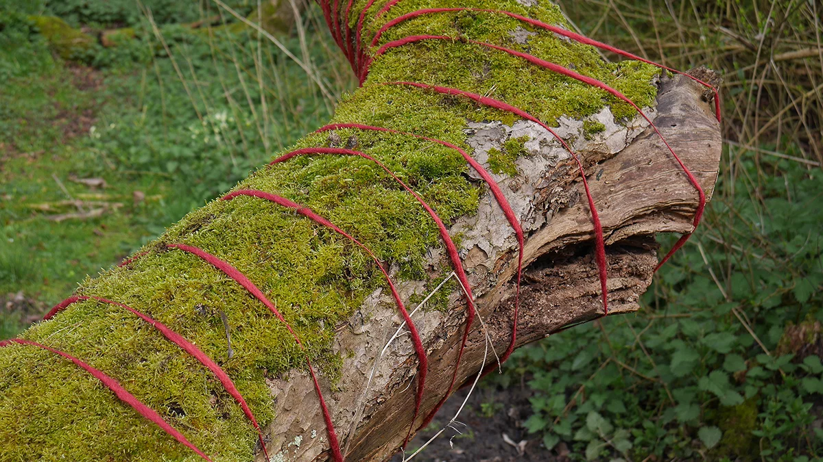 P1040670 WIR Website.jpg