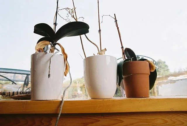 another shot from lazy days on the coast &amp; mornings in the sunshine &mdash;&mdash;&mdash;&mdash;&mdash;&mdash;&mdash;&mdash;&mdash;&mdash;&mdash;&mdash;
#california_surf #sunshine #flowerpots #35mm #filmphotographic #lazyday #greenthumb #stems #l