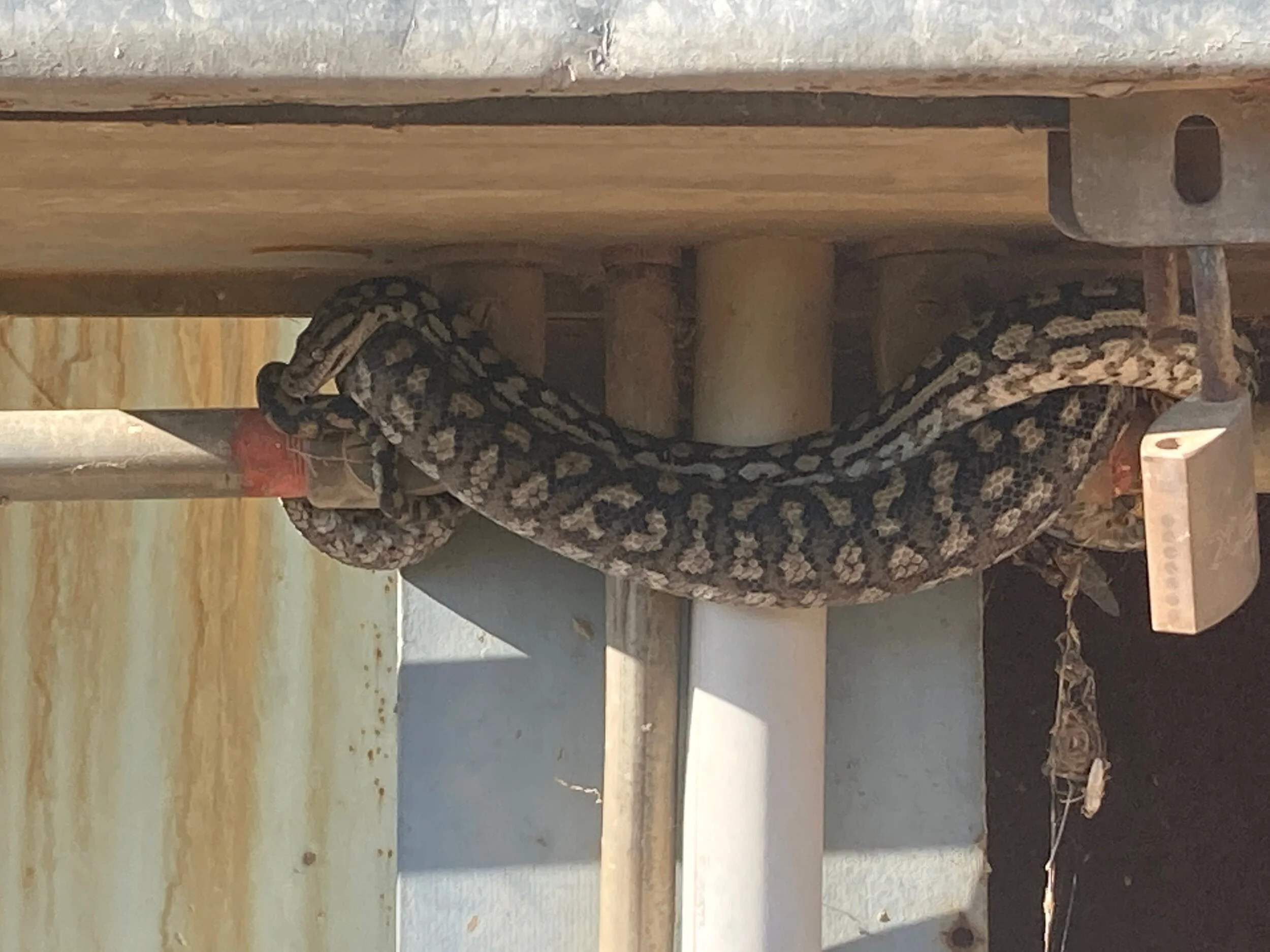 A sssurprise on the job!