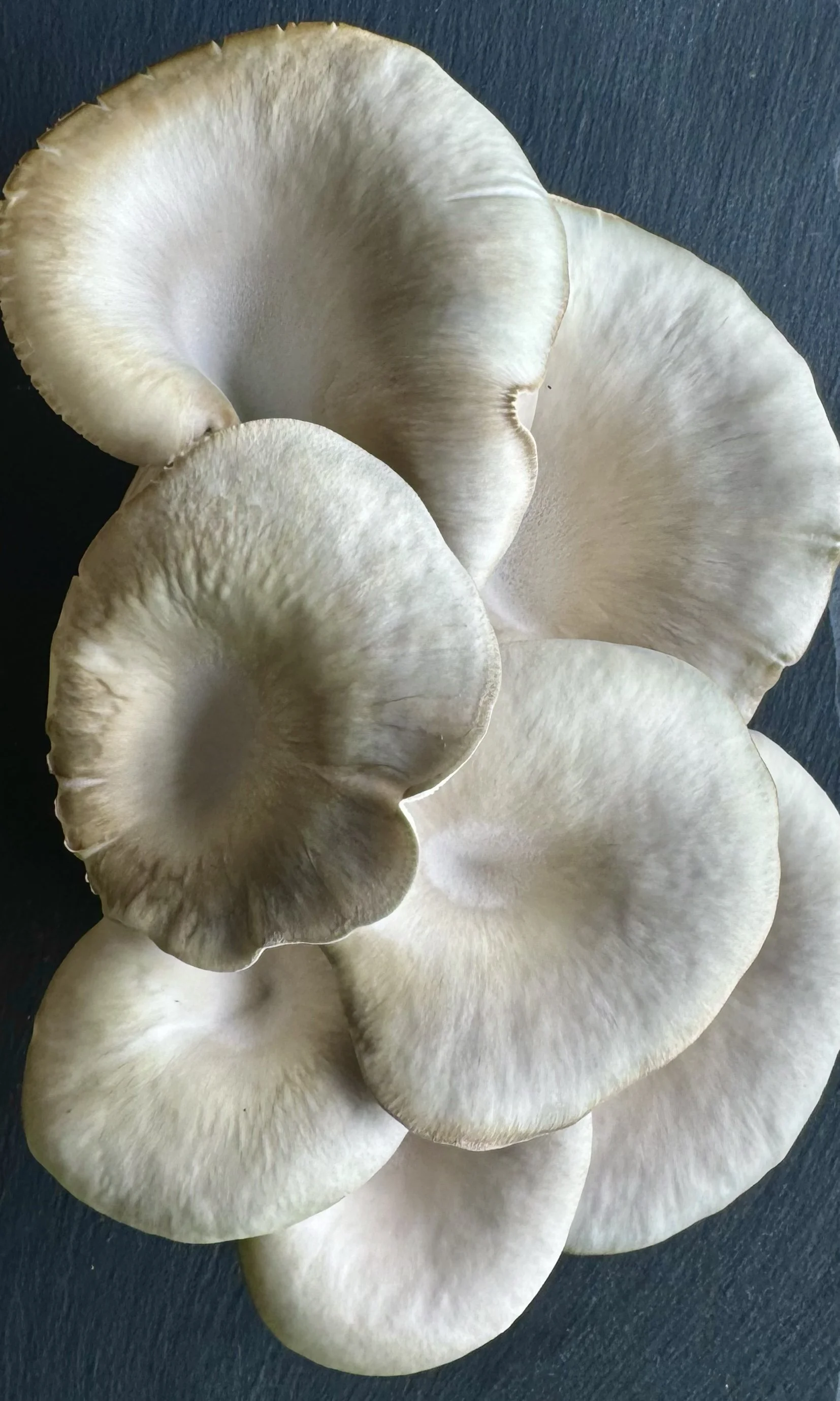 mushrooms_long_crp.jpg