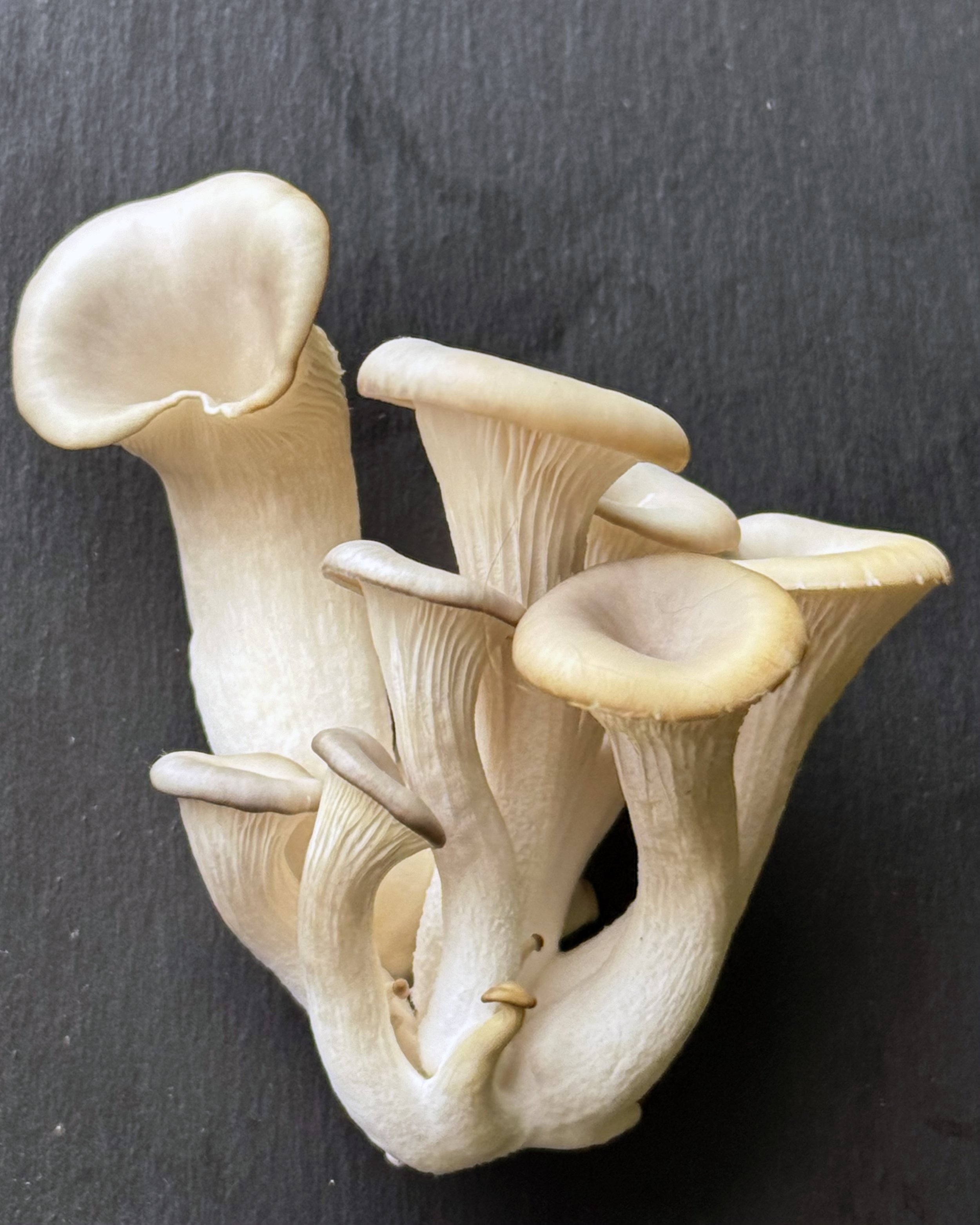 mushrooms_little.jpg