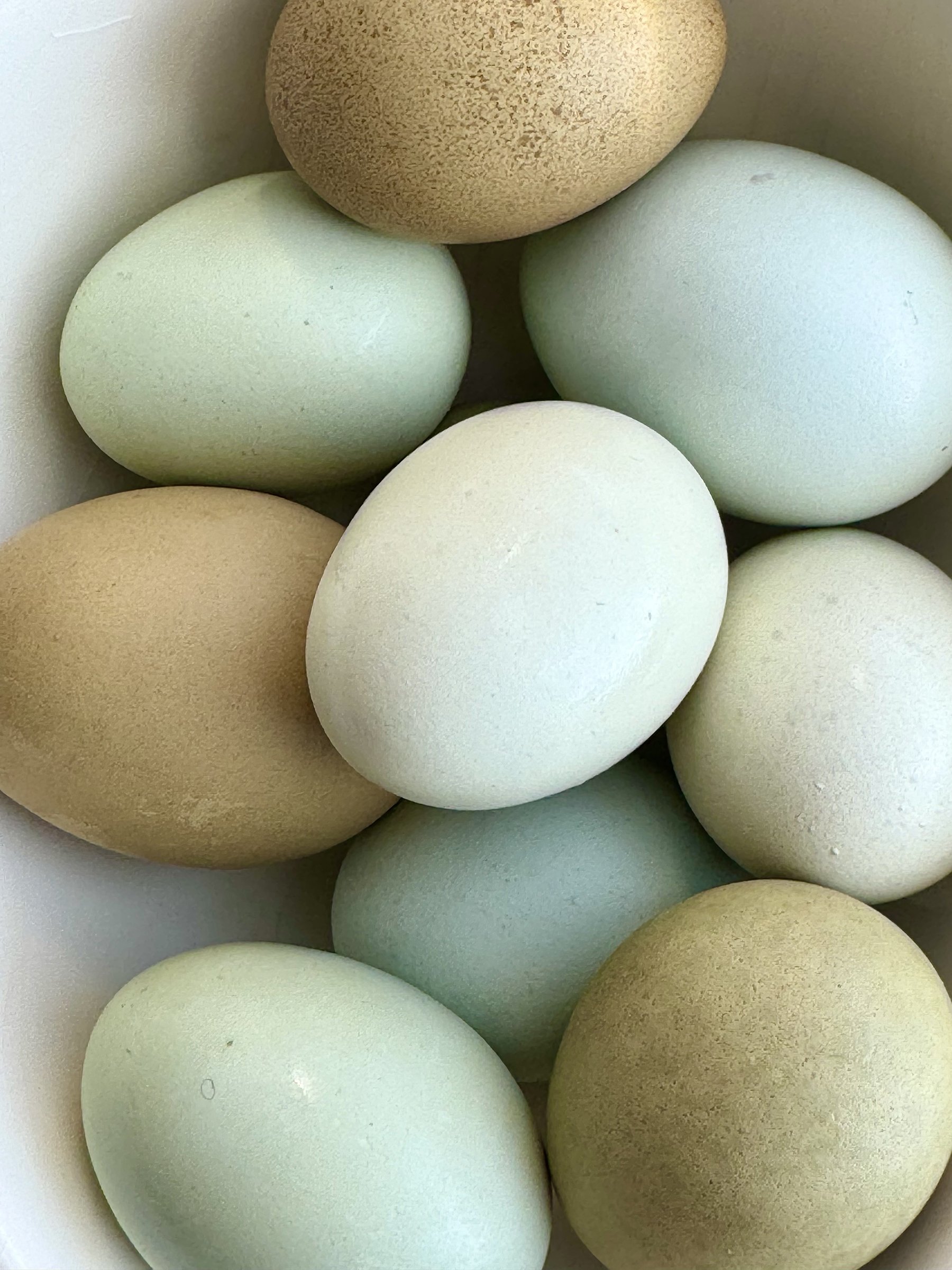 egg_colors.jpg