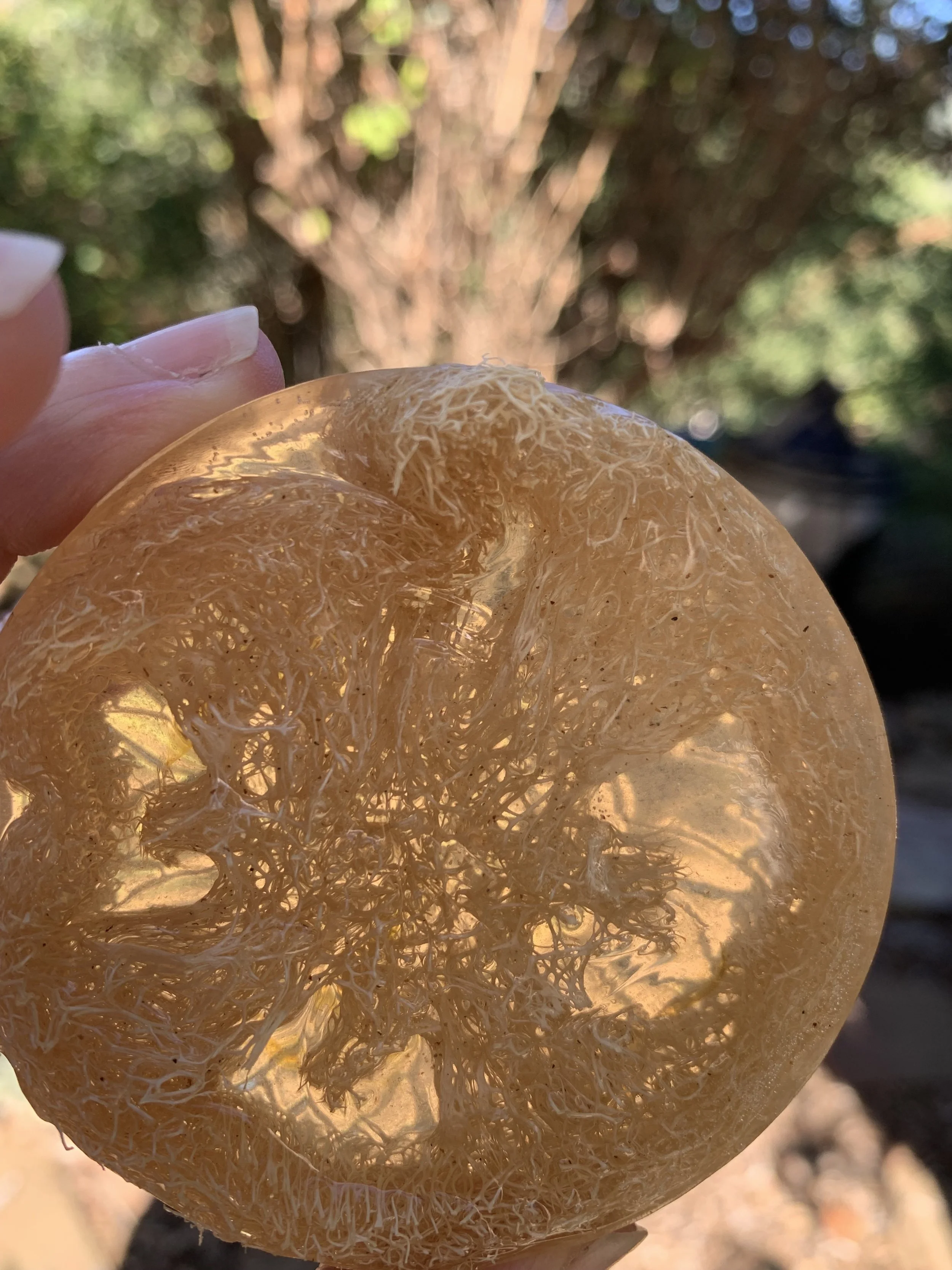 bee scrubbed clean loofa highlight copy.jpg