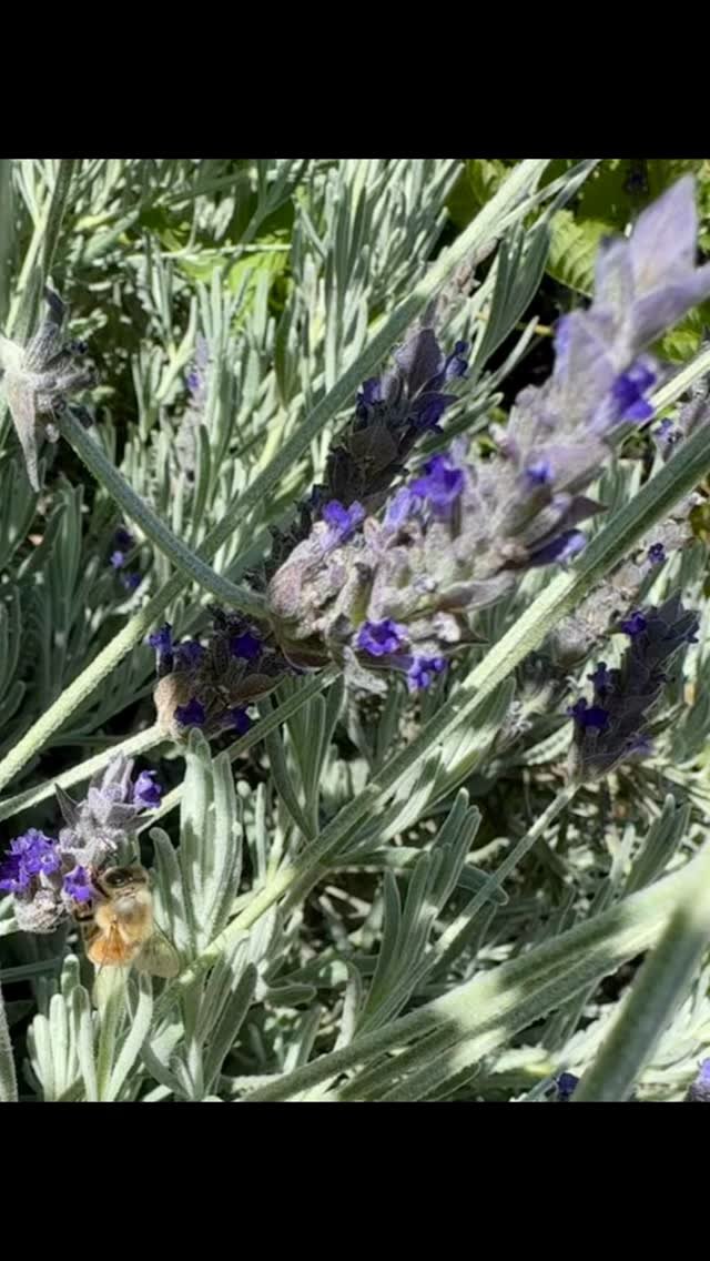 Pollinators Week 2025 is June 16-22 this year. Support those pollinators, including our tiniest team members, the honey bees, by planting pollinator friendly plants, leaving water stations (honey bees need a lot of water) and of course, drink some me
