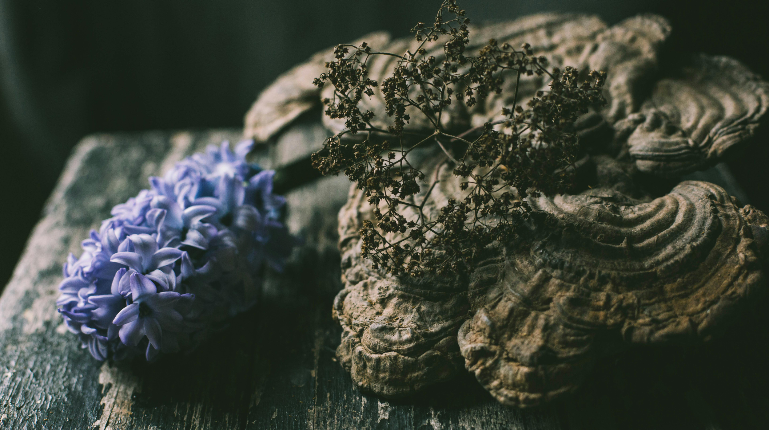 Adaptogens in pregnancy - image of adaptogen mushroom next to a flower.