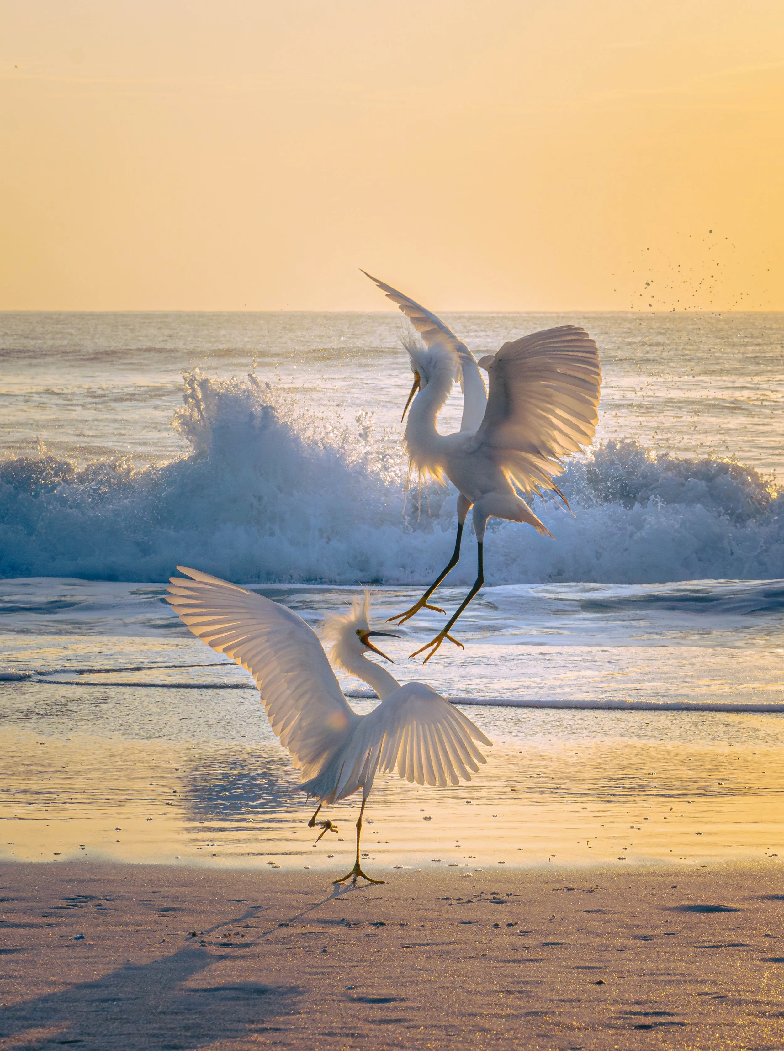  Ormond-by-the-Sea 