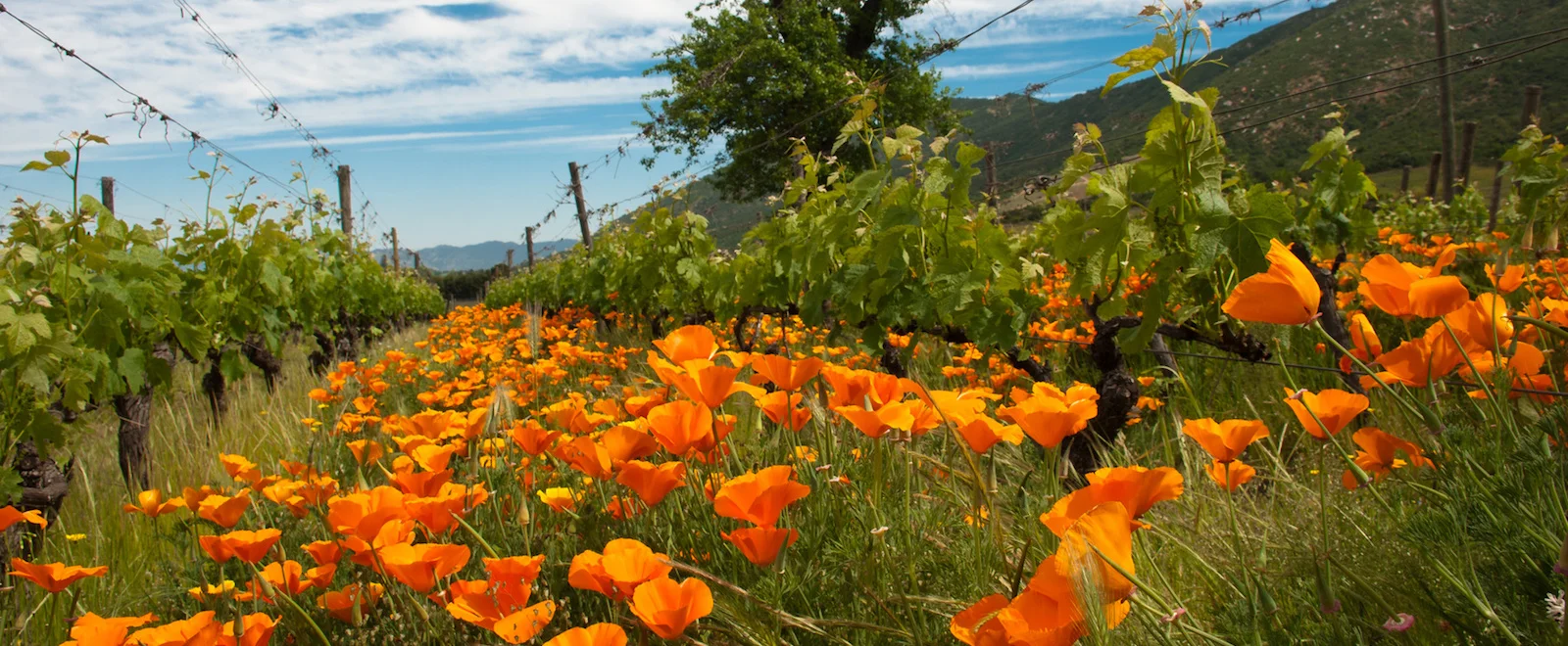 Vines-and-poppies-and-oak 1600x660.jpg