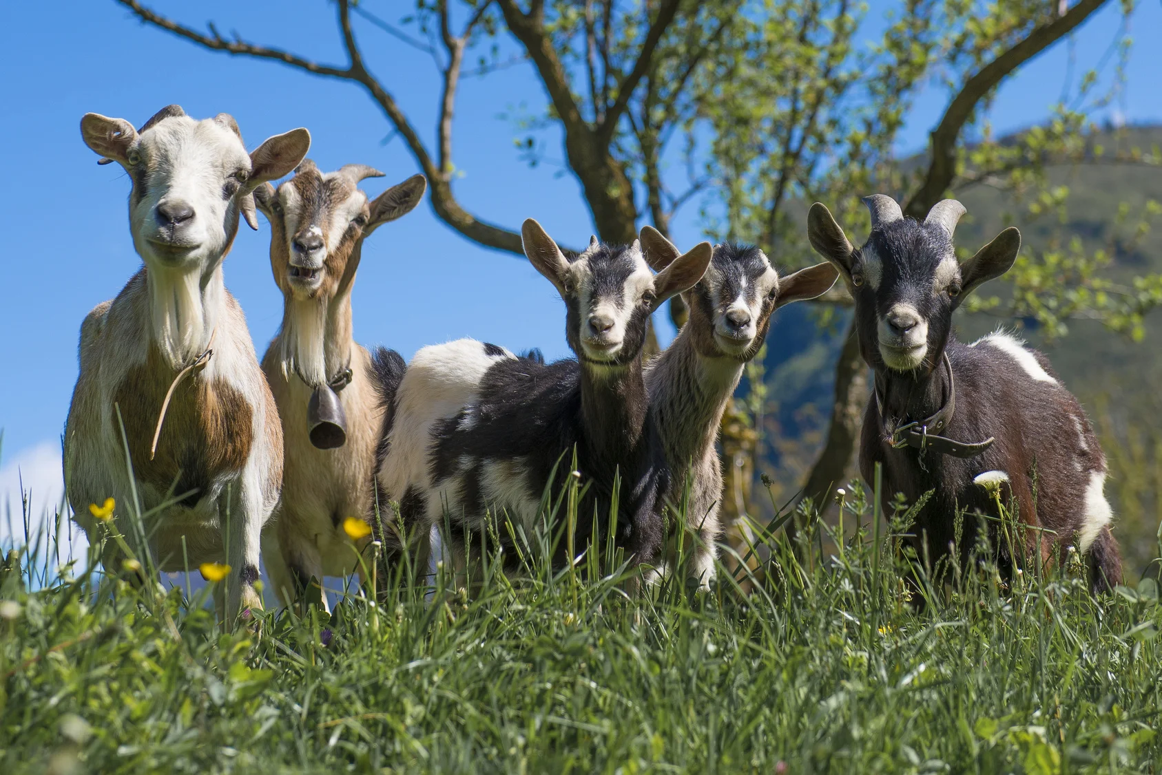 Goats.jpg