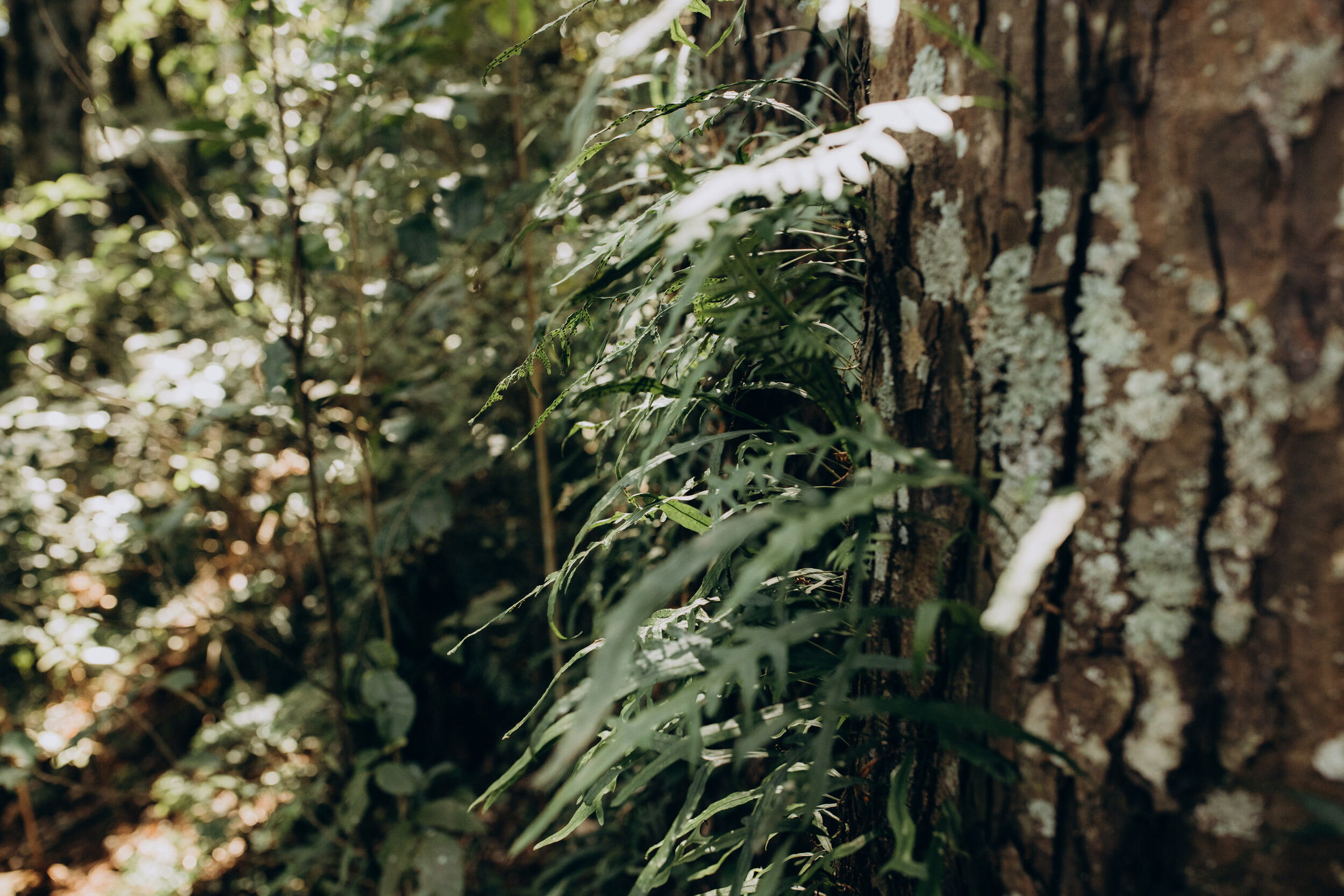 Chapel in the trees auckland wedding photographer 13.jpg