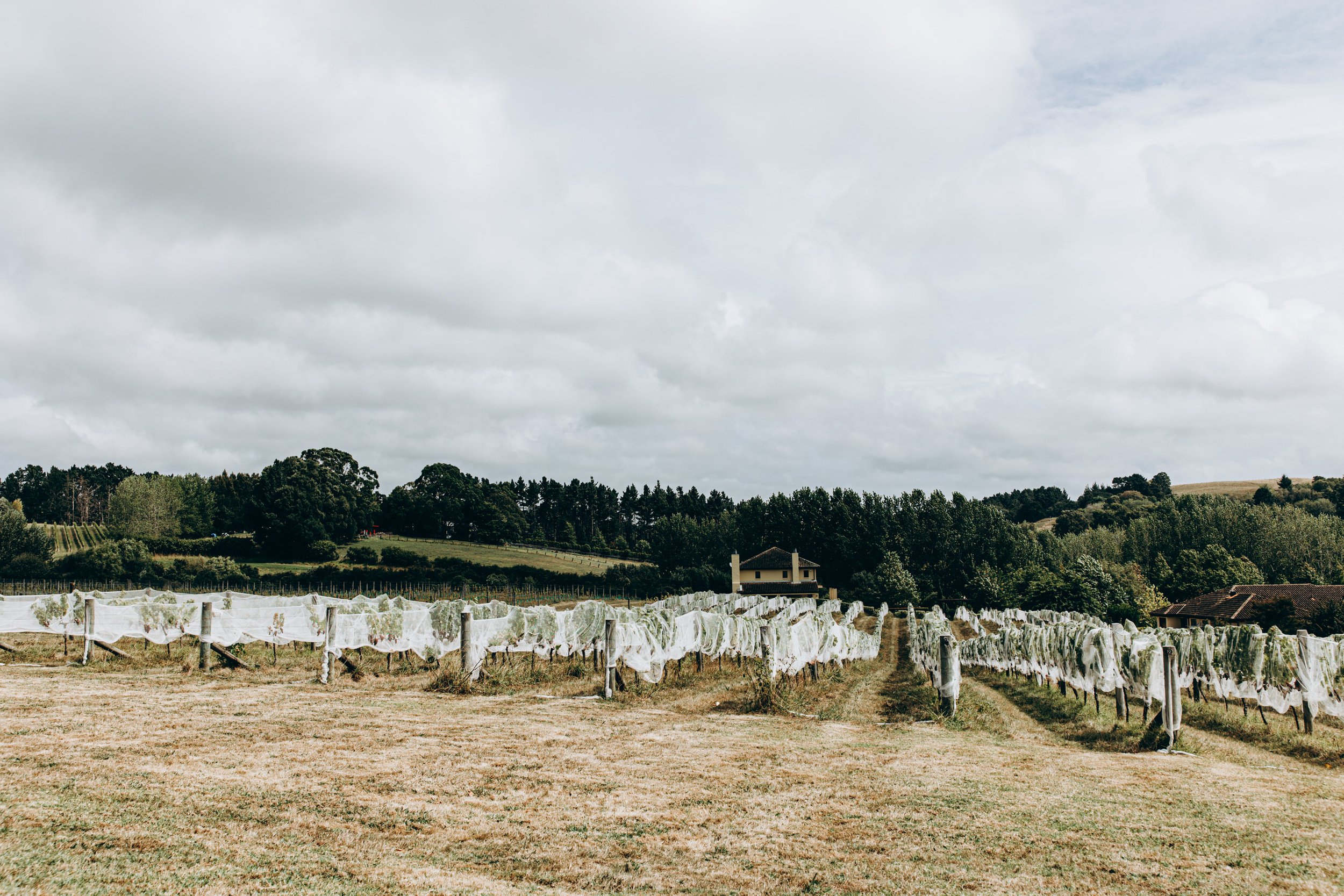 Turanga Creek auckland wedding photographer 10.jpg