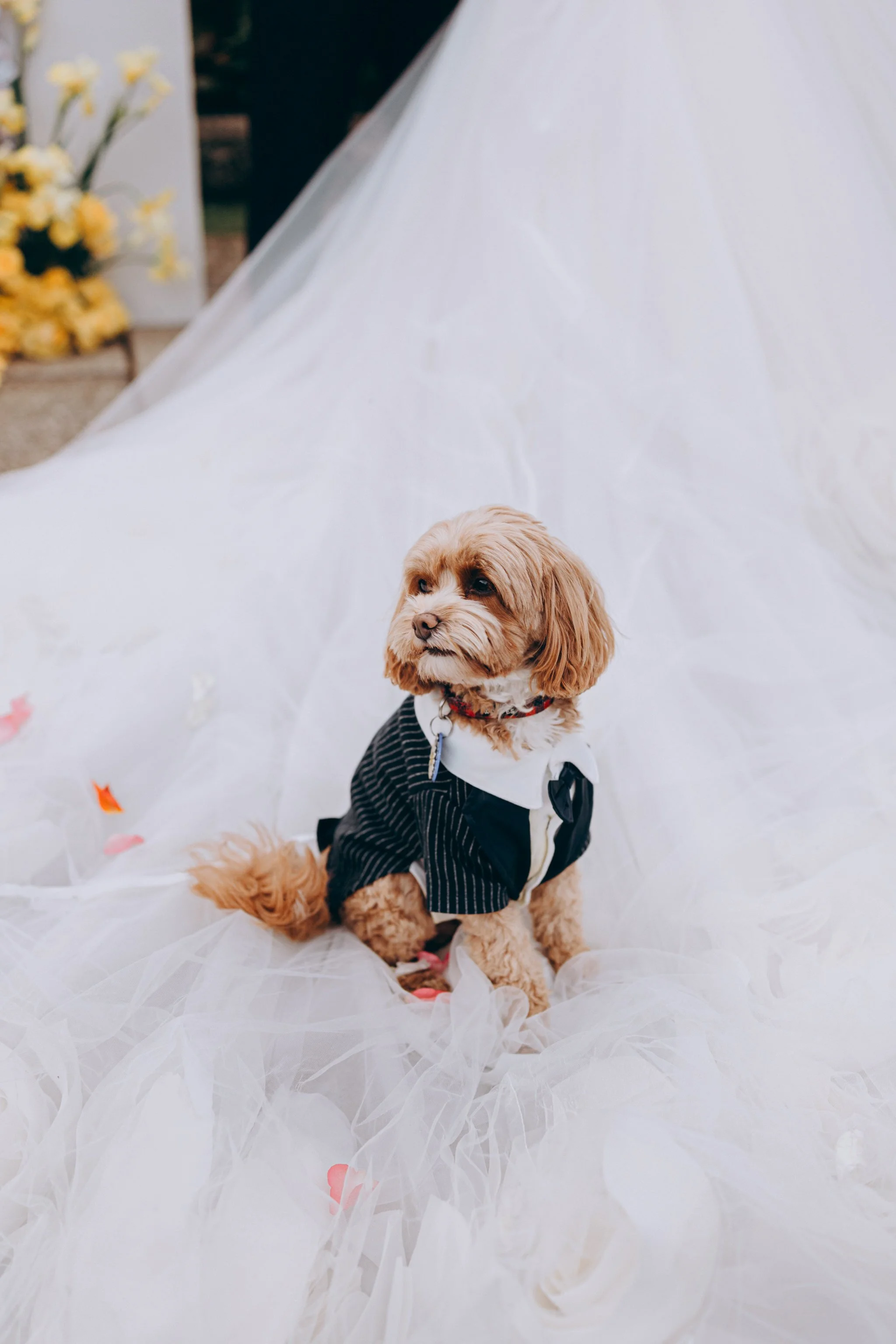 Puketutu Island Estate Auckland wedding venue 51.jpg