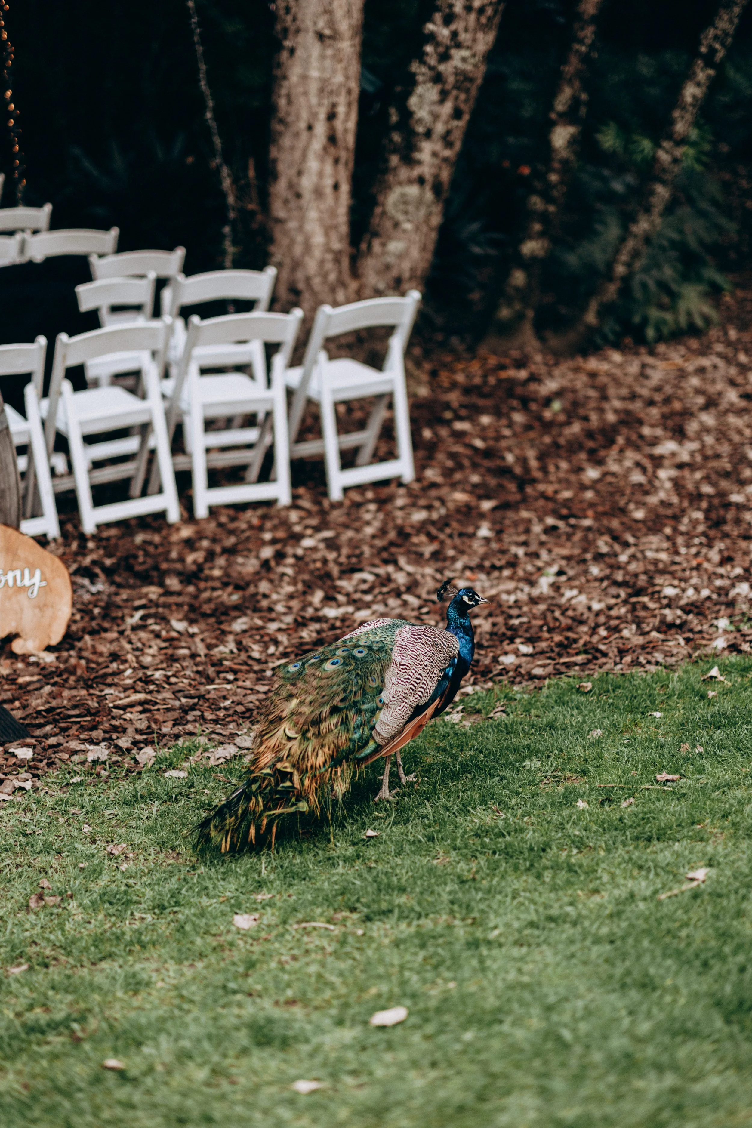 Kumeu Valley Estate auckland wedding 85.jpg