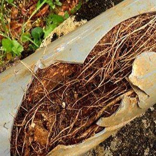 Tree roots in your pipes ? 🌳
Call us ! 📱