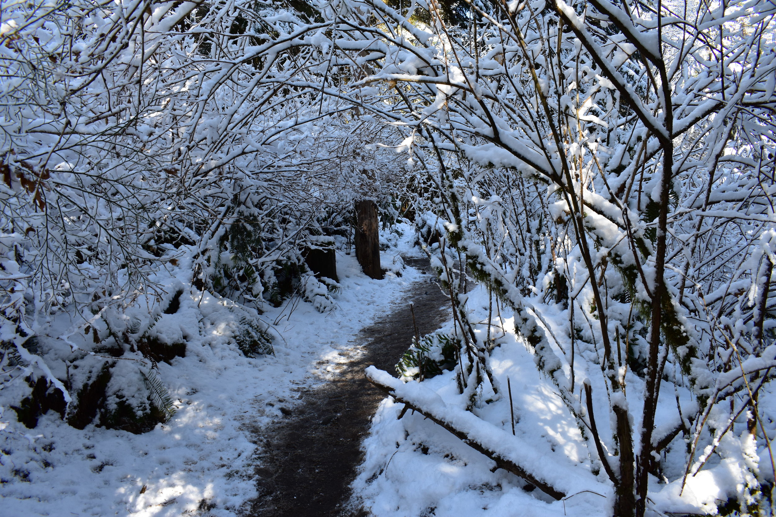 Quarry Rock Hike - Deep Cove, Vancouver, BC